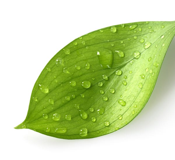 Leaf with Water Droplets