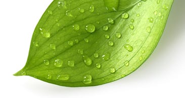 Leaf with Water Droplets