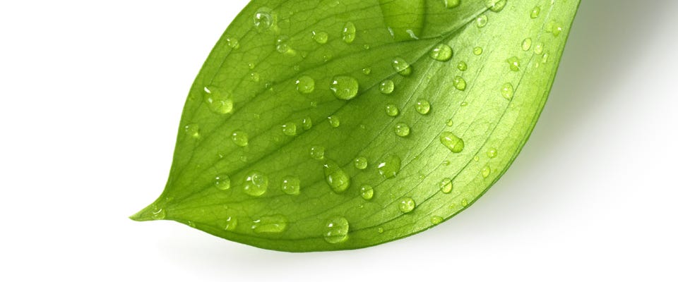 Leaf with Water Droplets